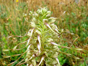 Himantoglossum hircinum